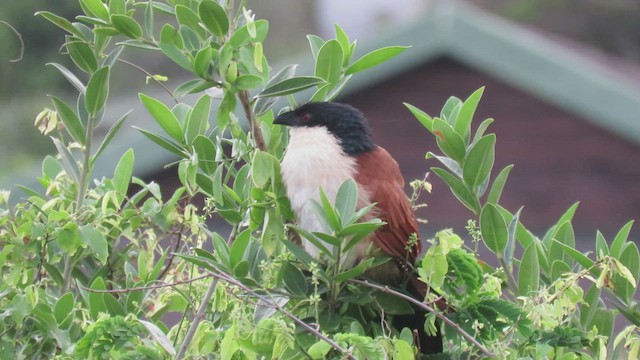 White-browed Coucal (Burchell's) - ML503949601