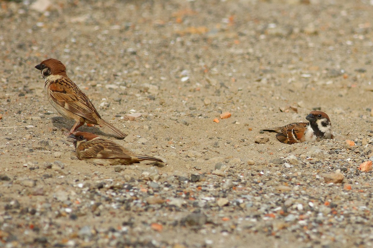 Eurasian Tree Sparrow - ML503950641