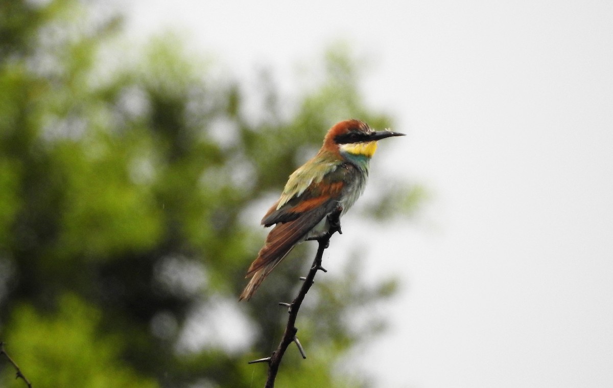 European Bee-eater - ML503953081
