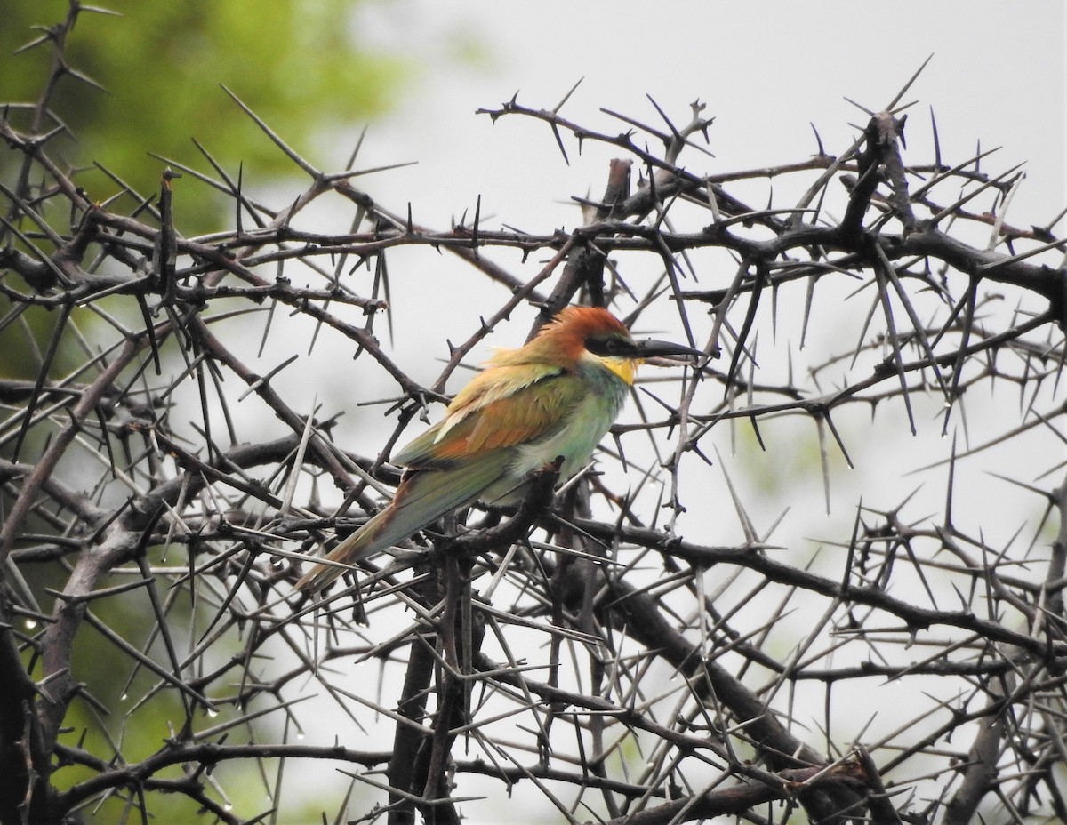 European Bee-eater - Melanie Furr