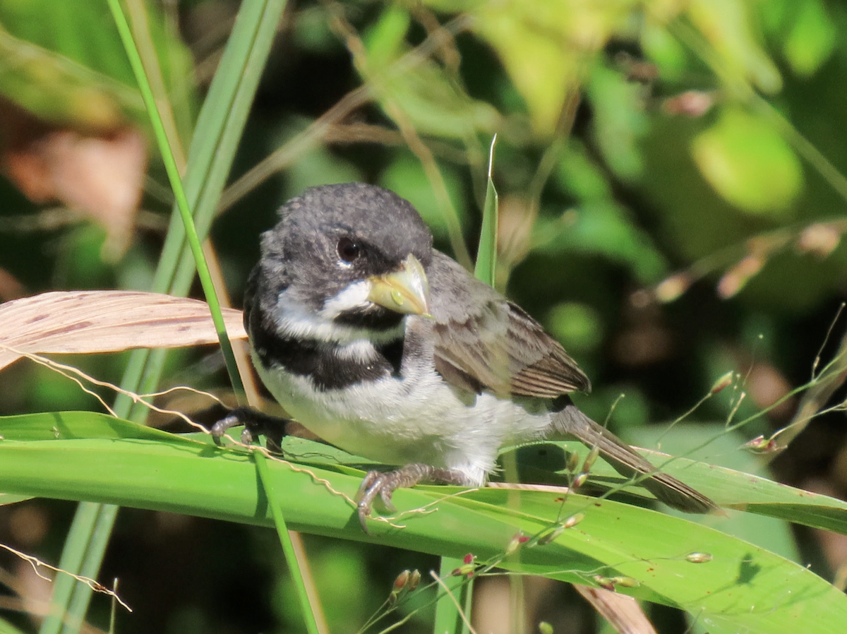Double-collared Seedeater - ML503957161