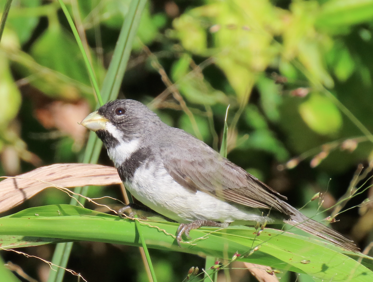 Double-collared Seedeater - ML503957171