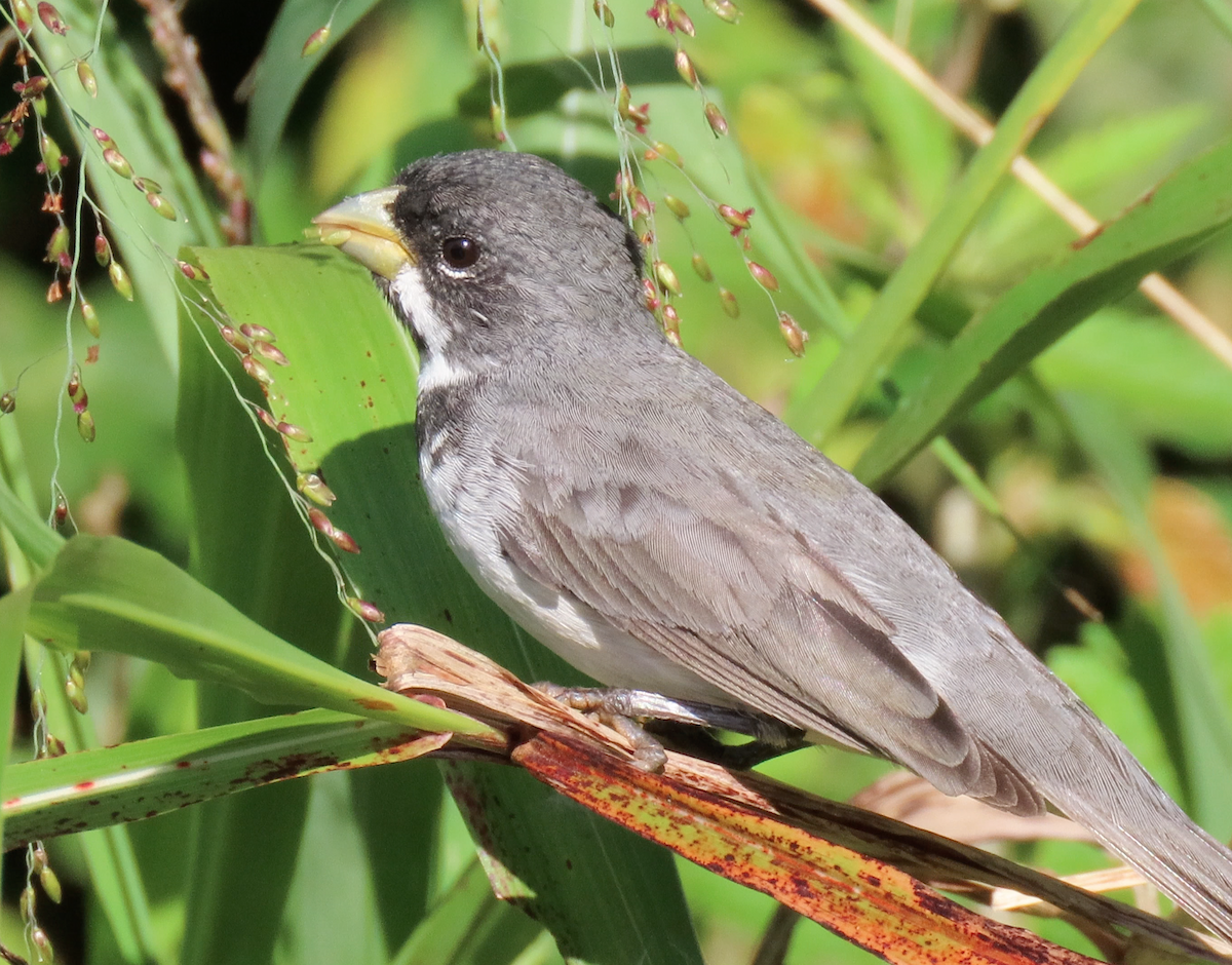 Double-collared Seedeater - ML503957181