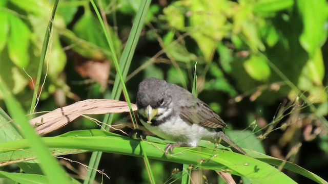 Double-collared Seedeater - ML503957311