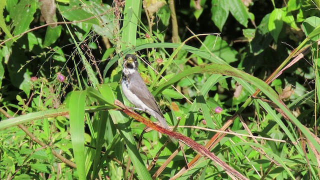 Double-collared Seedeater - ML503957321