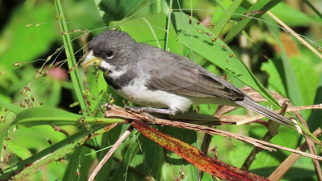 Double-collared Seedeater - ML503957331