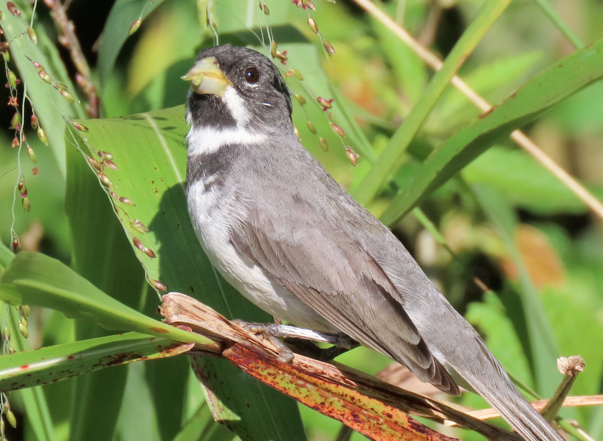 Double-collared Seedeater - ML503957381