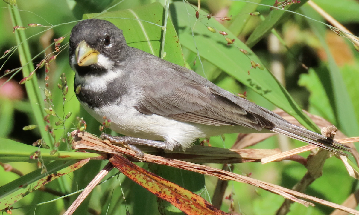Double-collared Seedeater - ML503957391