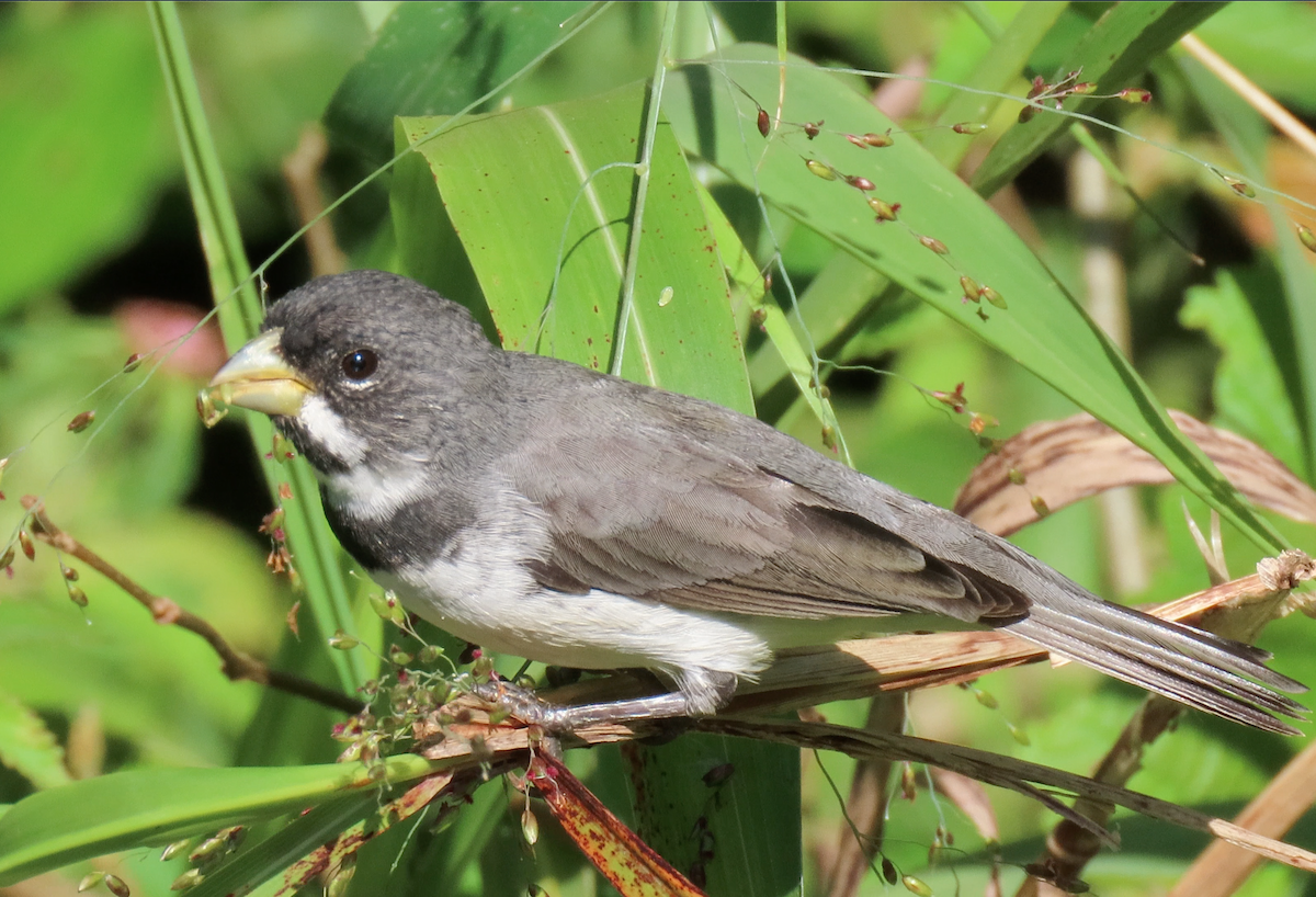 Double-collared Seedeater - ML503957401