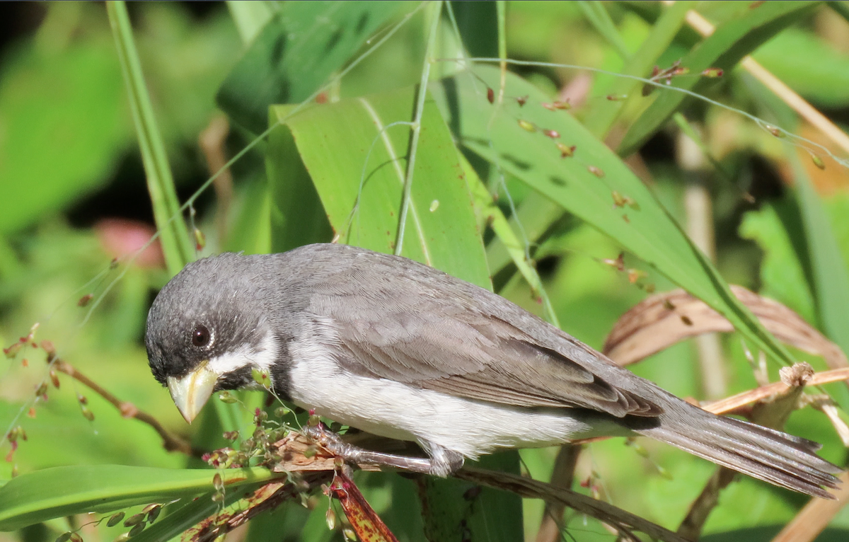 Double-collared Seedeater - ML503957411