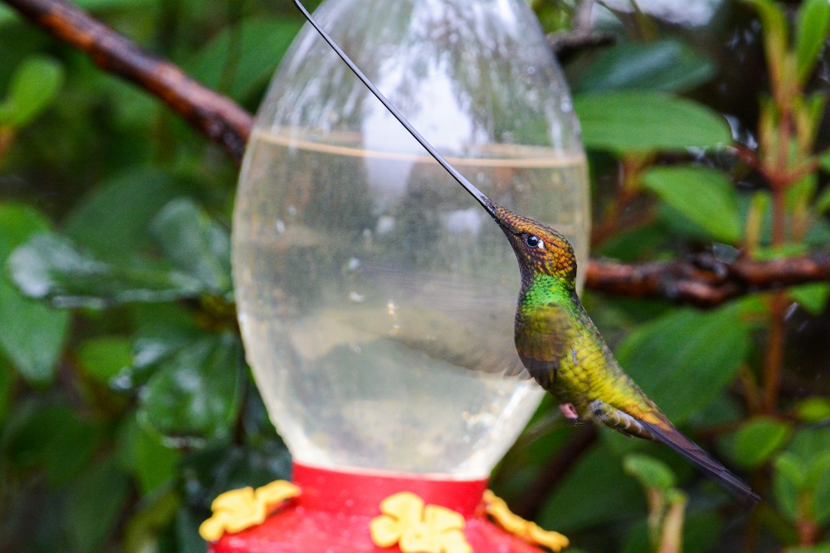 Sword-billed Hummingbird - ML503957521