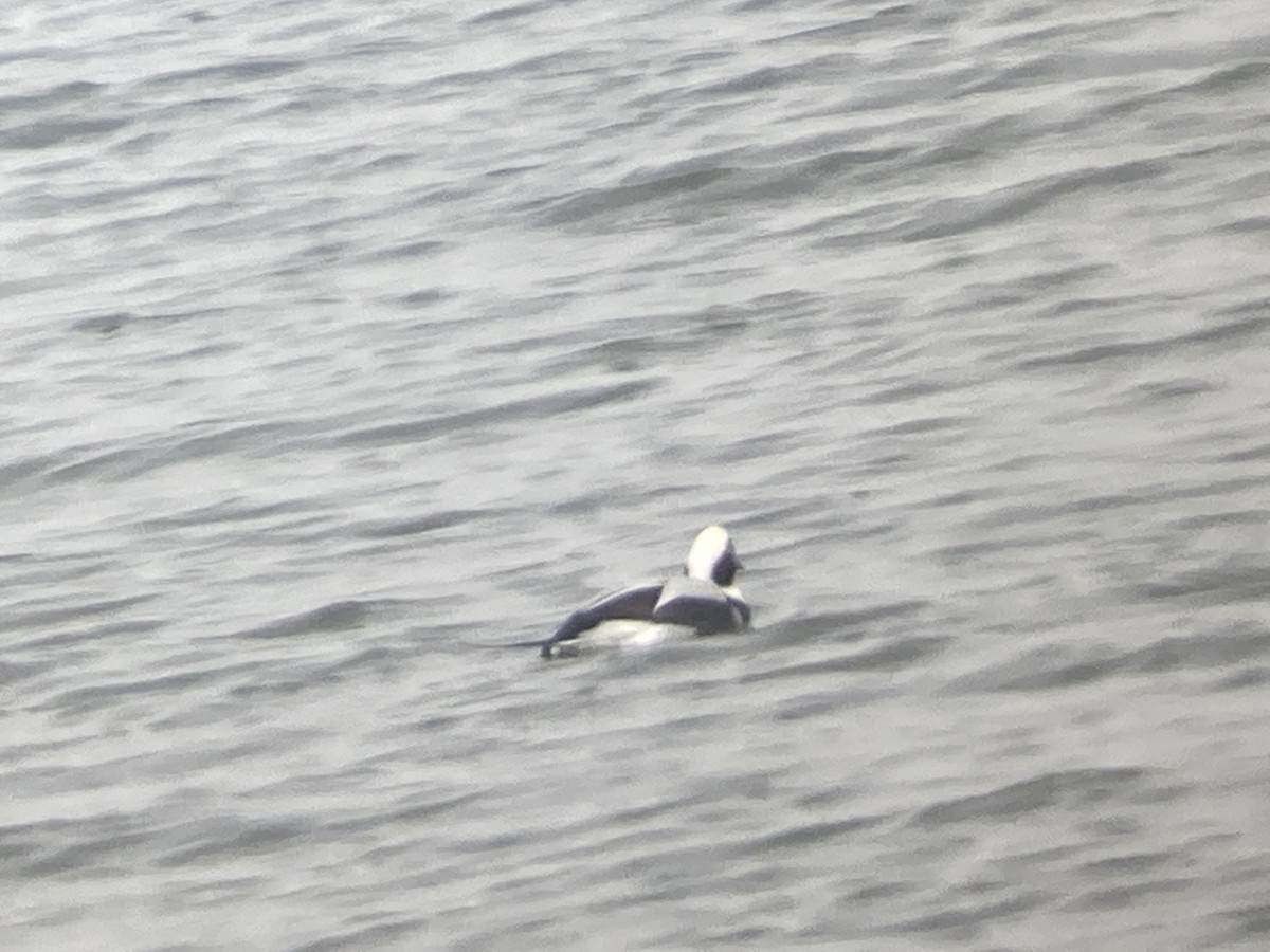 Long-tailed Duck - ML503959571