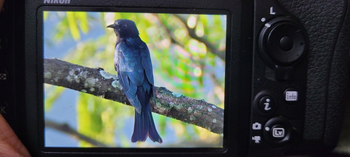 Square-tailed Drongo-Cuckoo - ML503961031
