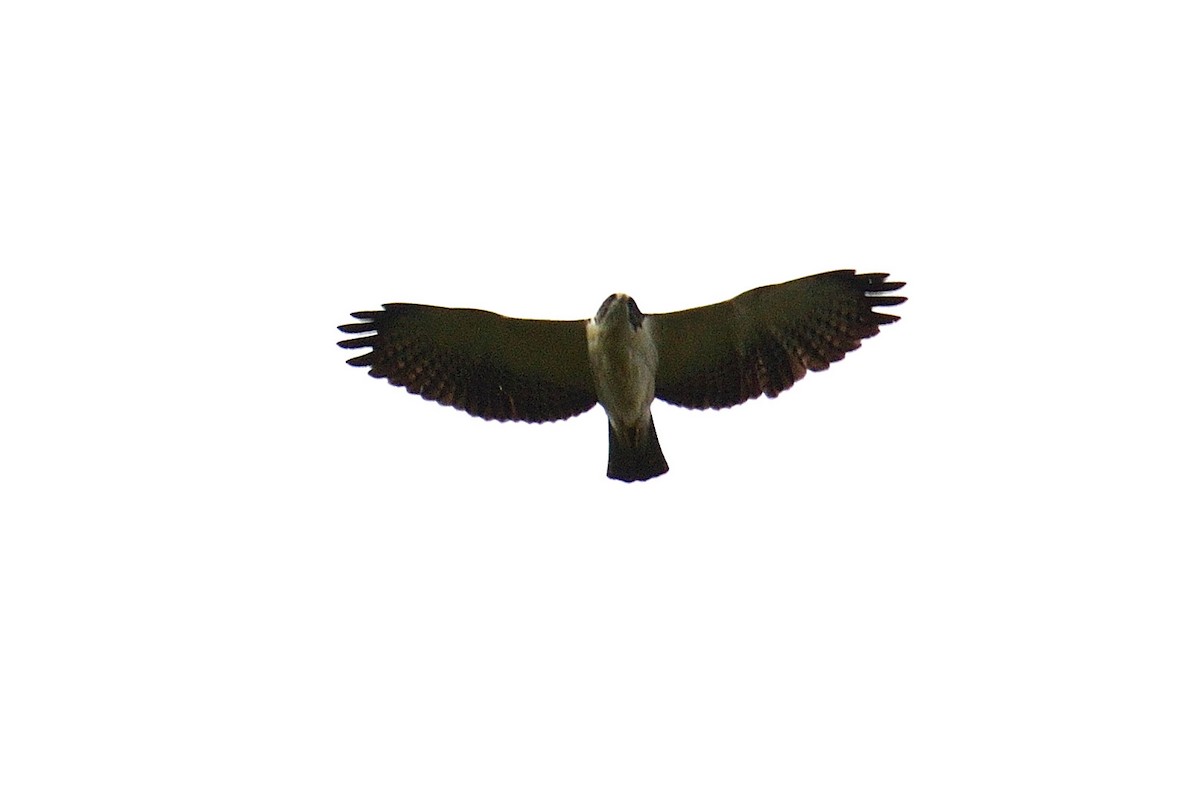 Short-tailed Hawk - ML503961261