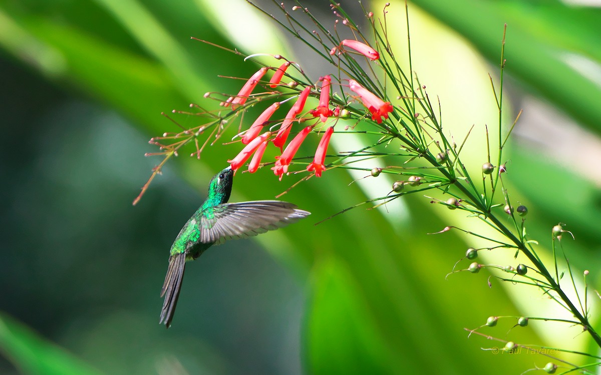 kolibřík kubánský - ML50396141
