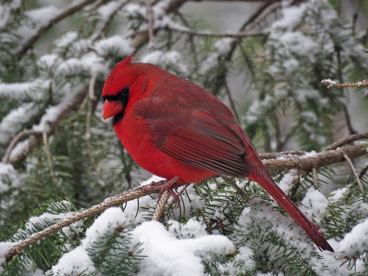 Cardinal rouge - ML503961991