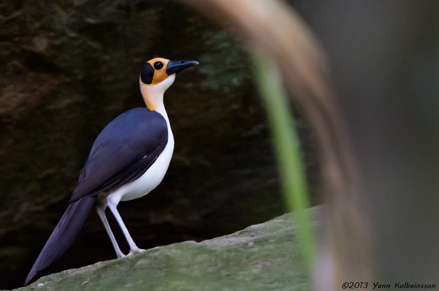 Picathartes Gymnocephalus