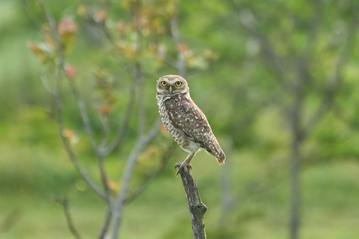 Burrowing Owl - ML503974681