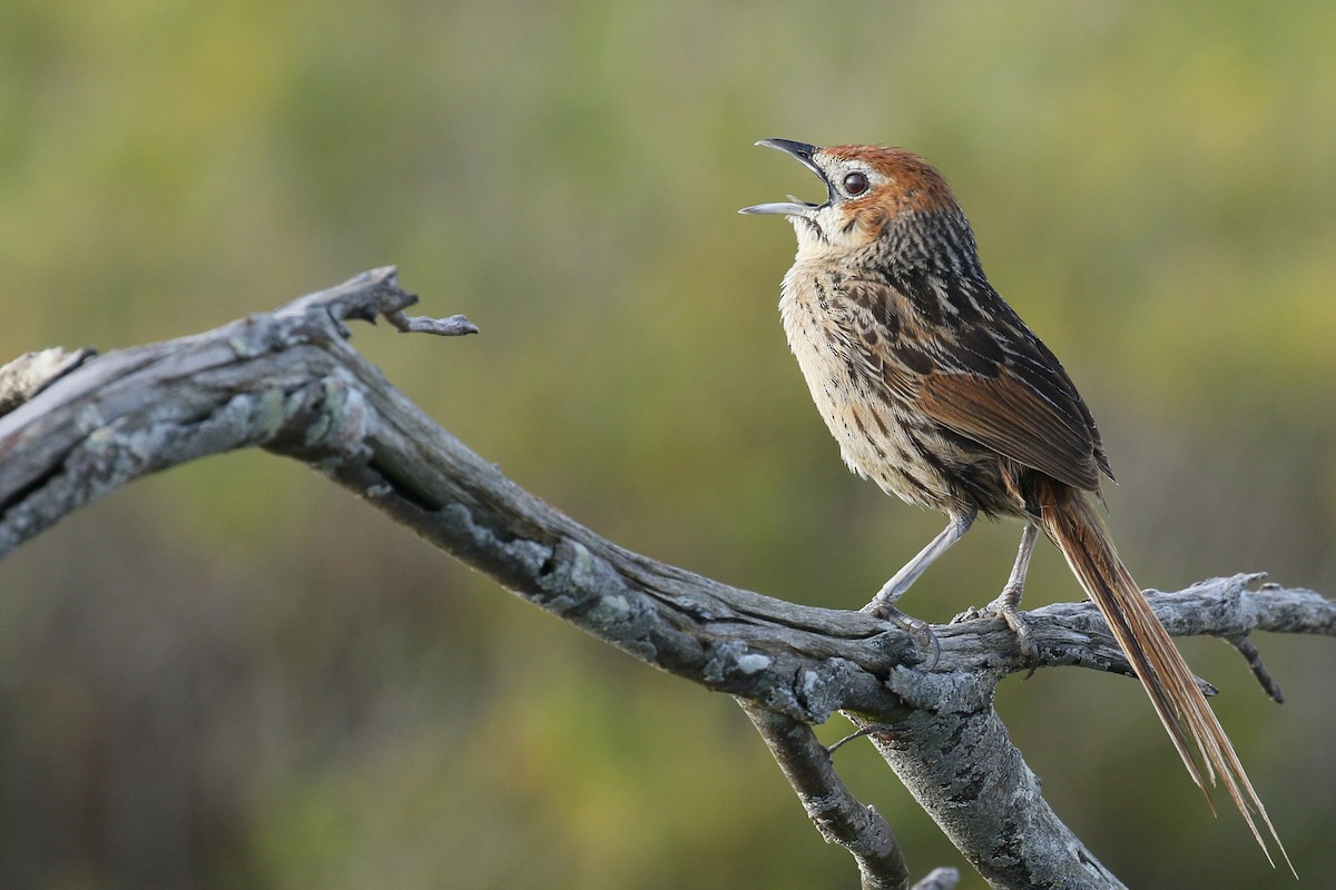 Cape Grassbird - ML503981361
