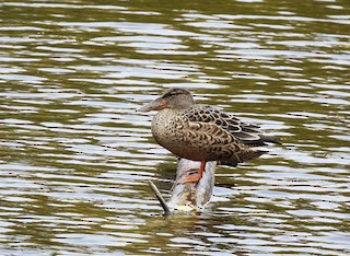 Northern Shoveler, ML503985501