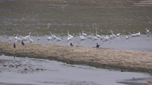 Great Egret - ML503988031