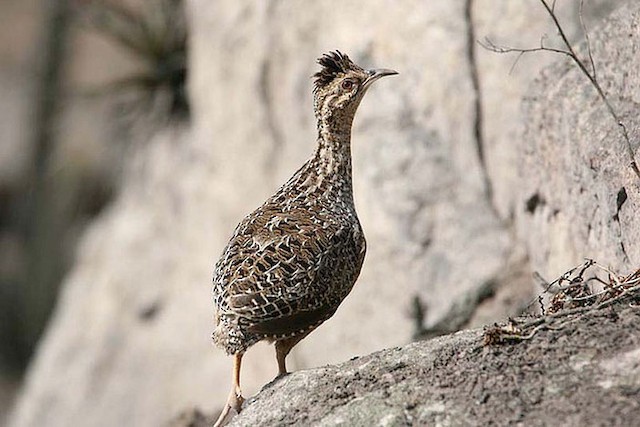  - Andean Tinamou - 