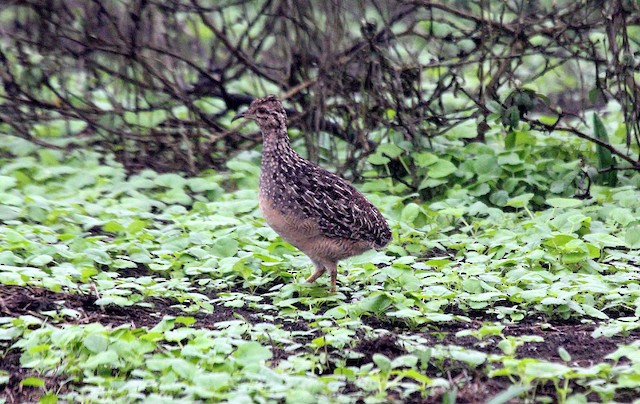  - Andean Tinamou - 