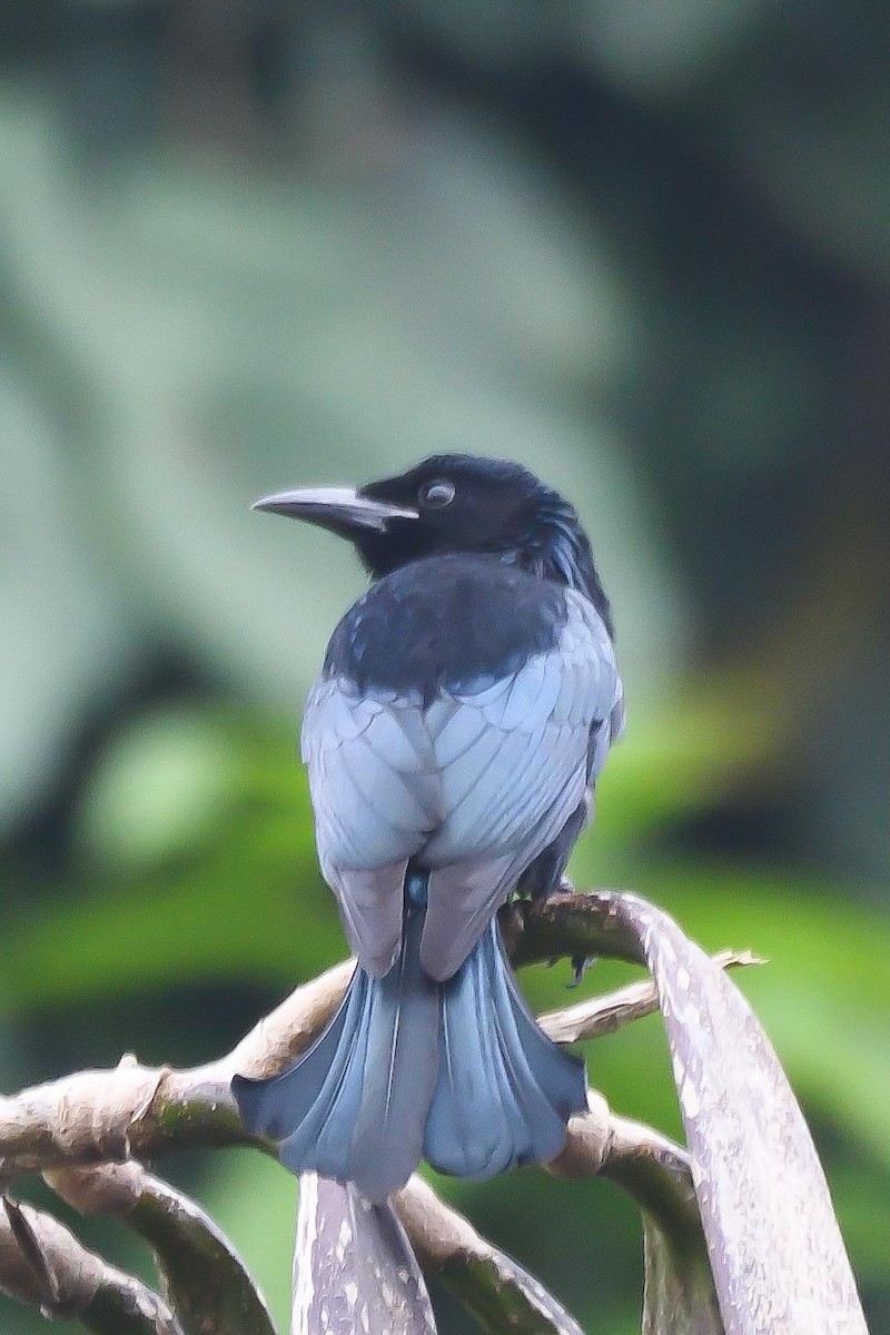 Hair-crested Drongo - ML503992051