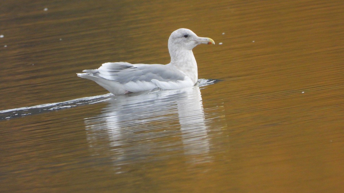 Glaucous-winged Gull - Reba and Allan Dupilka