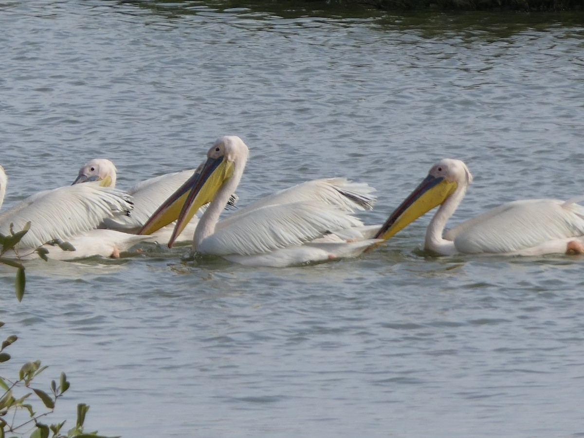 pelikán bílý - ML504000521