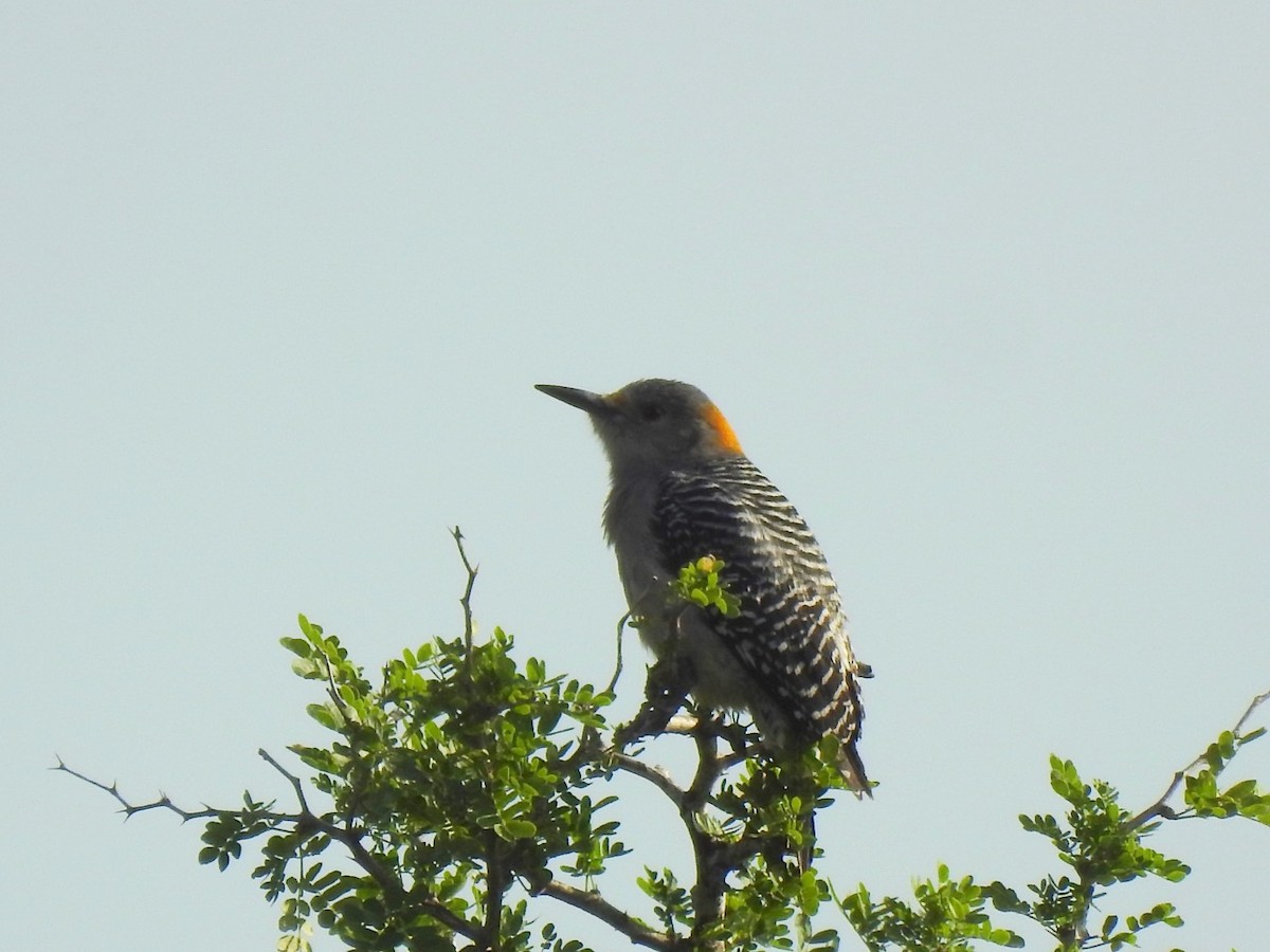 Golden-fronted Woodpecker - ML504003951