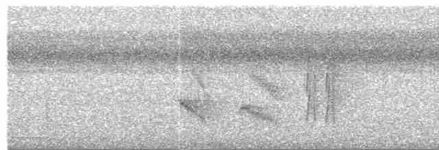 Nordamazonien-Ameisenschnäpper - ML504004191
