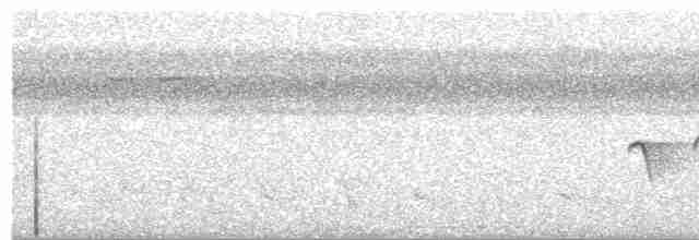 Nordamazonien-Ameisenschnäpper - ML504004201