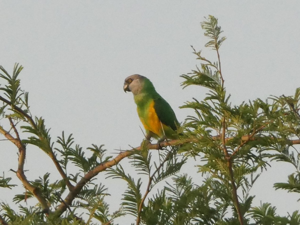 Senegal Parrot - ML504011221