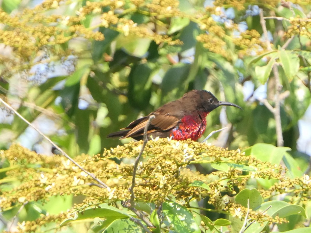 Scarlet-chested Sunbird - ML504012831