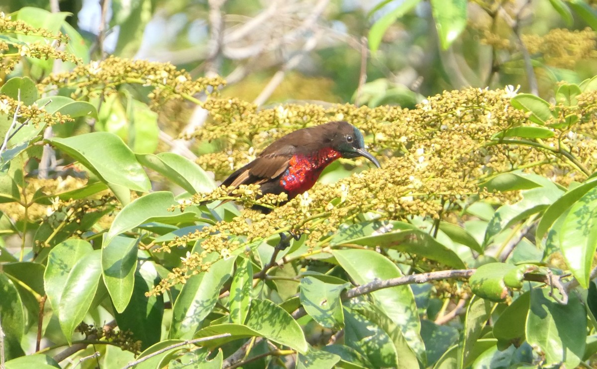 Scarlet-chested Sunbird - ML504012891