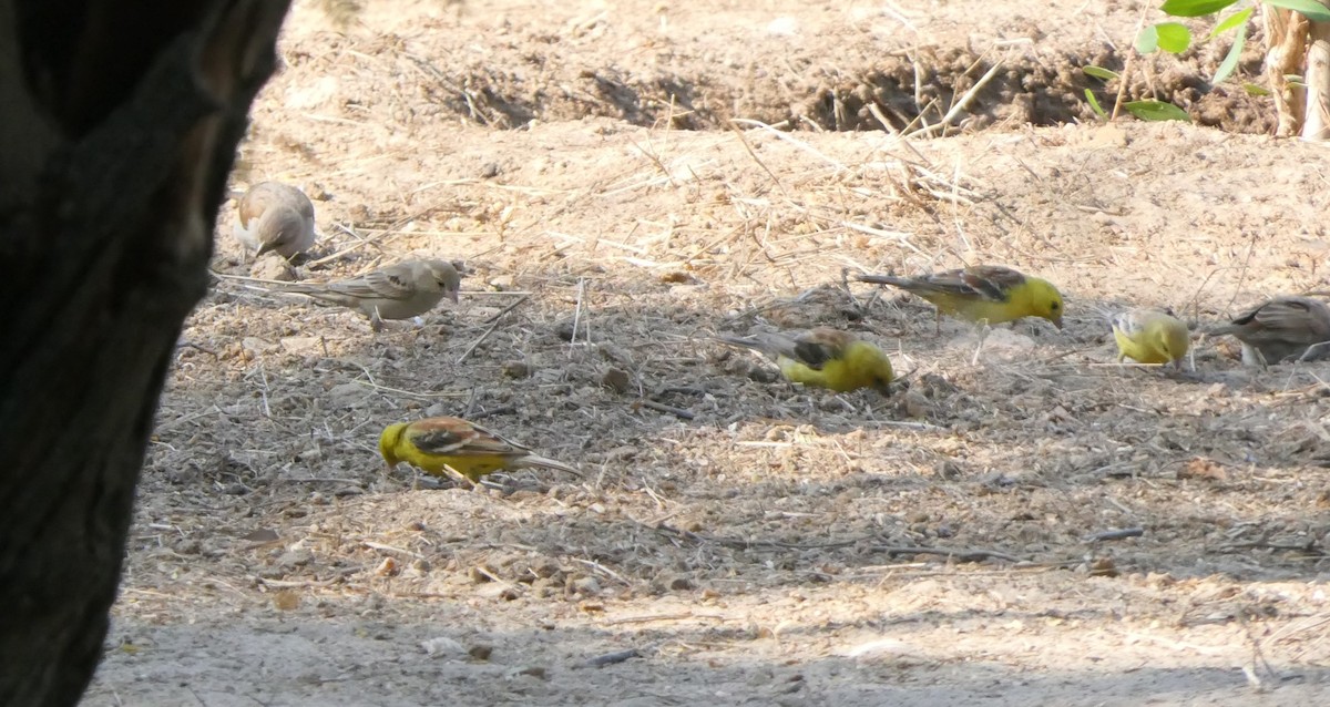 Sudan Golden Sparrow - ML504013911