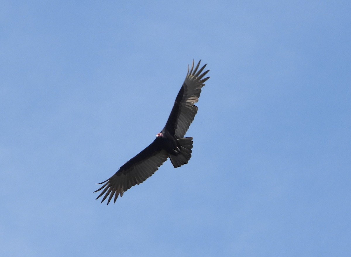 Turkey Vulture - Mark Penkower
