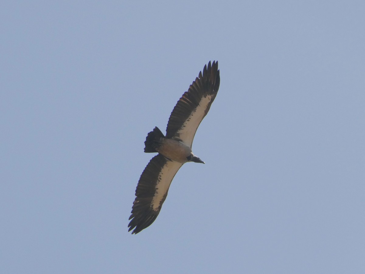 White-backed Vulture - ML504015821