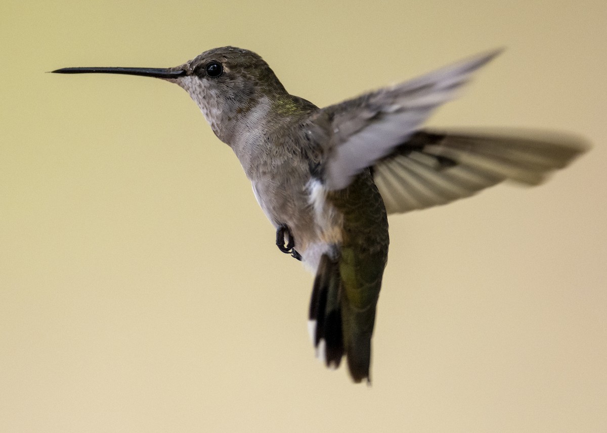 Black-chinned Hummingbird - Joe Bailey