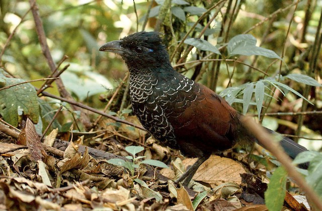  - Banded Ground-Cuckoo - 