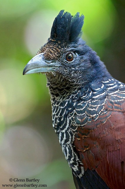  - Banded Ground-Cuckoo - 