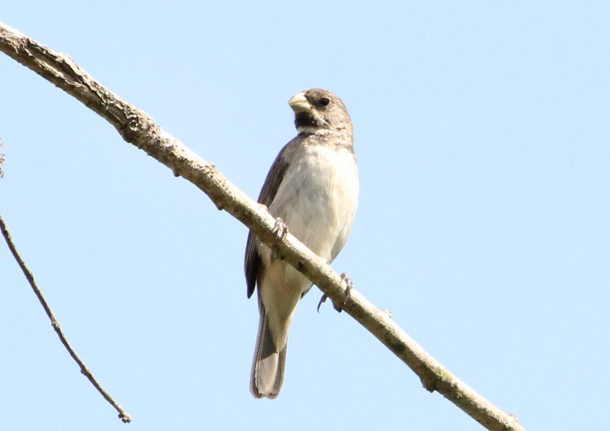 Double-collared Seedeater - Miguel  Magro