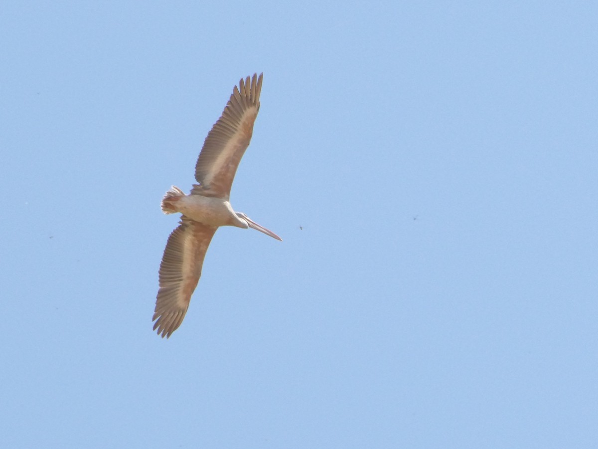 Pink-backed Pelican - ML504020281