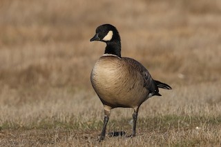 Cackling Goose, ML504030861
