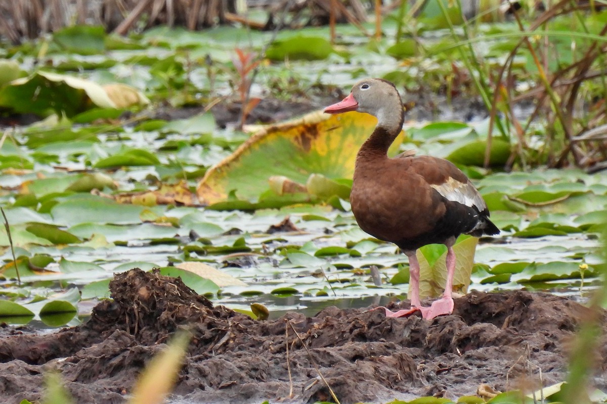 Black-bellied Whistling-Duck - Judith A. Kennedy