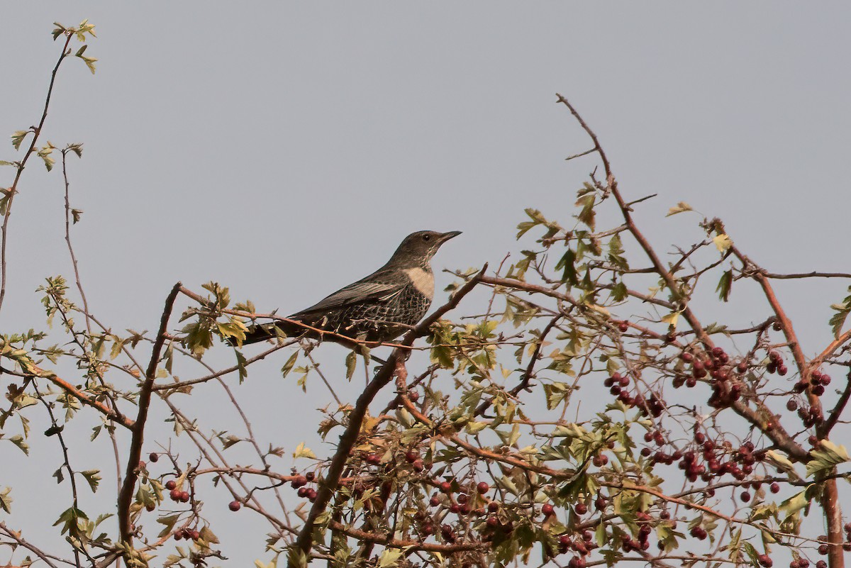 Ring Ouzel (Northern) - ML504040231