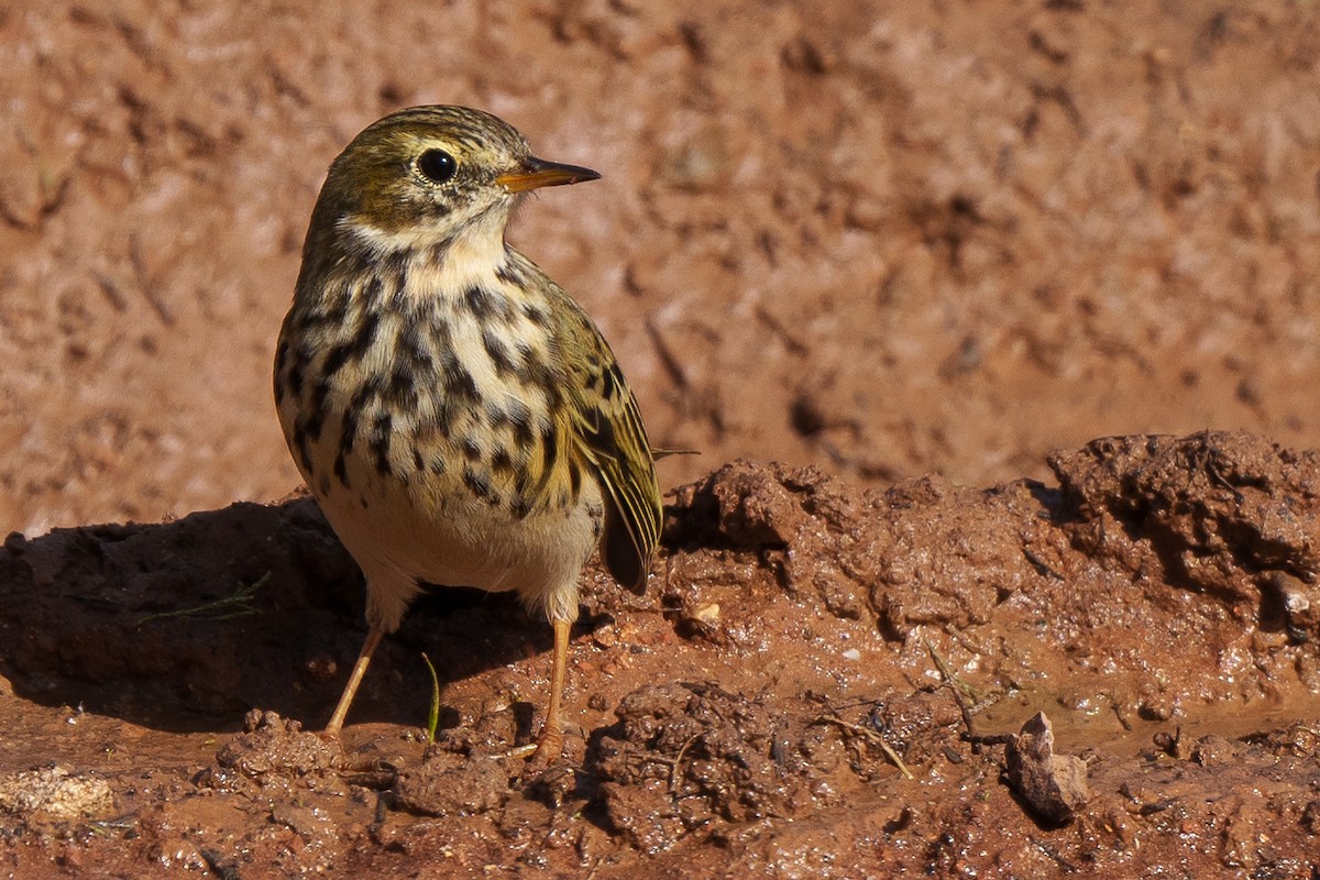 Meadow Pipit - ML504041171