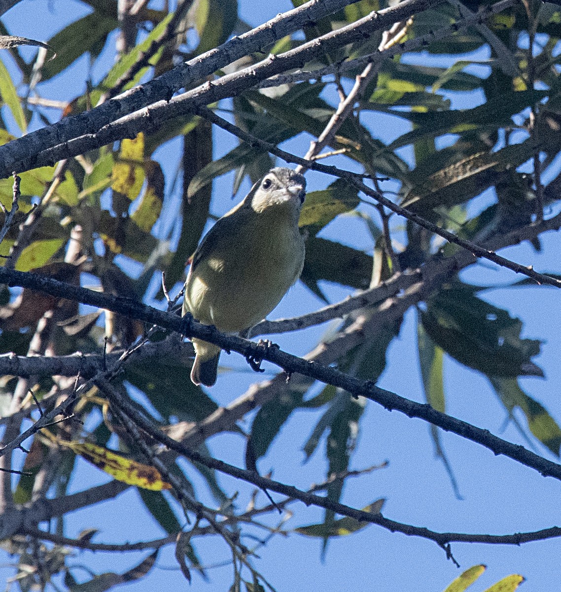 eBird Checklist 15 Nov 2022 - 1200