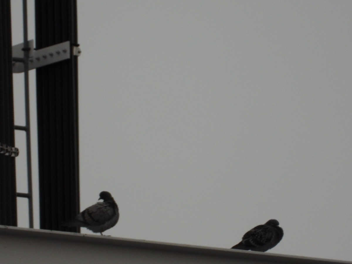 Rock Pigeon (Feral Pigeon) - ML504052191